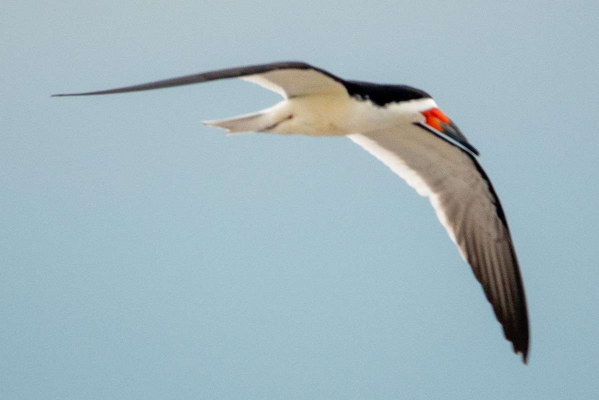 Black Skimmer - Paul  McPartland