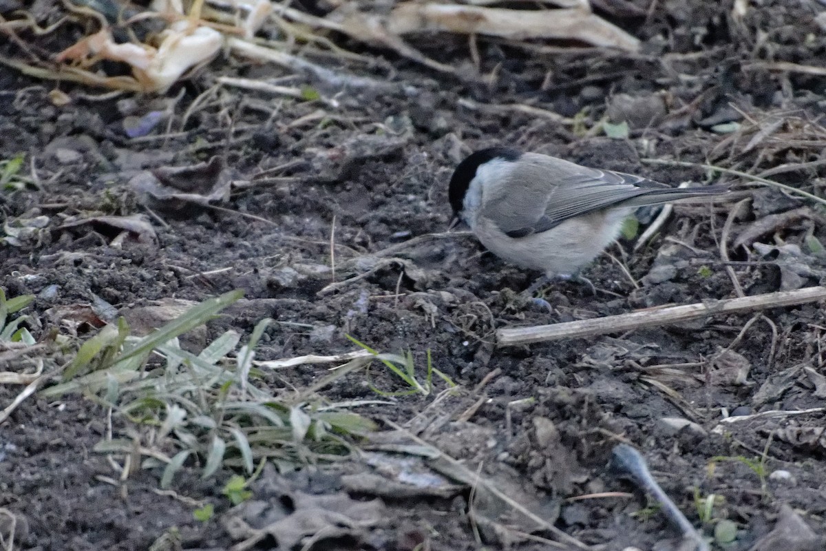 Marsh Tit - Anonymous