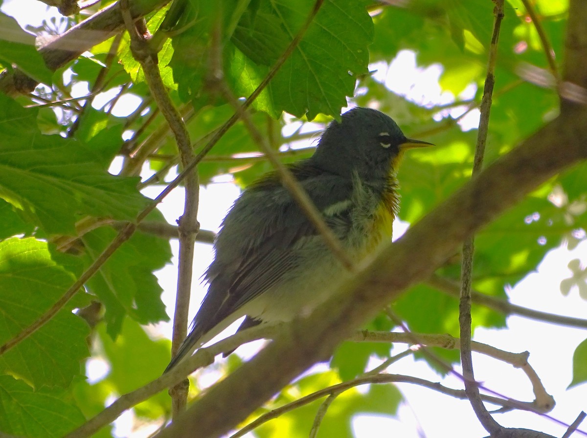 Northern Parula - Christopher Dyer