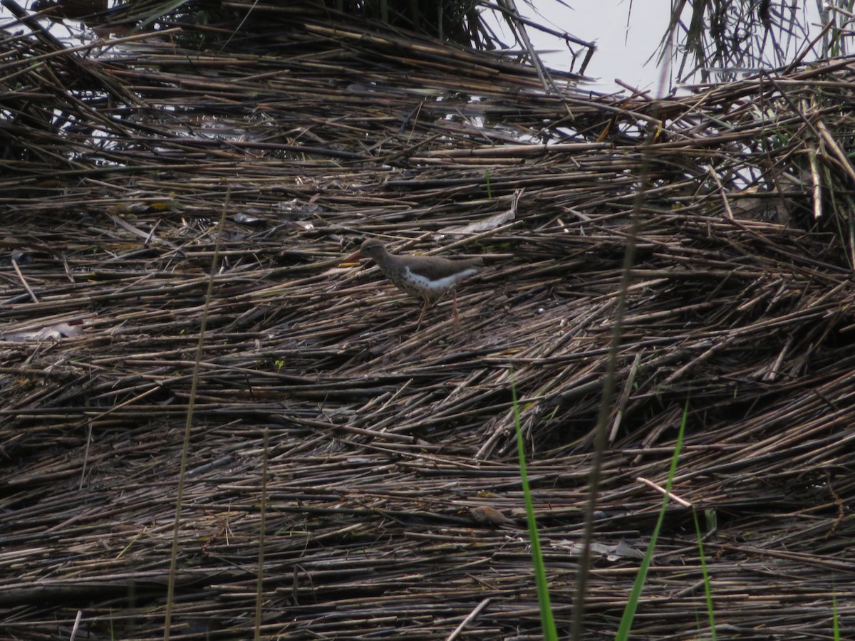 Spotted Sandpiper - Daniel W