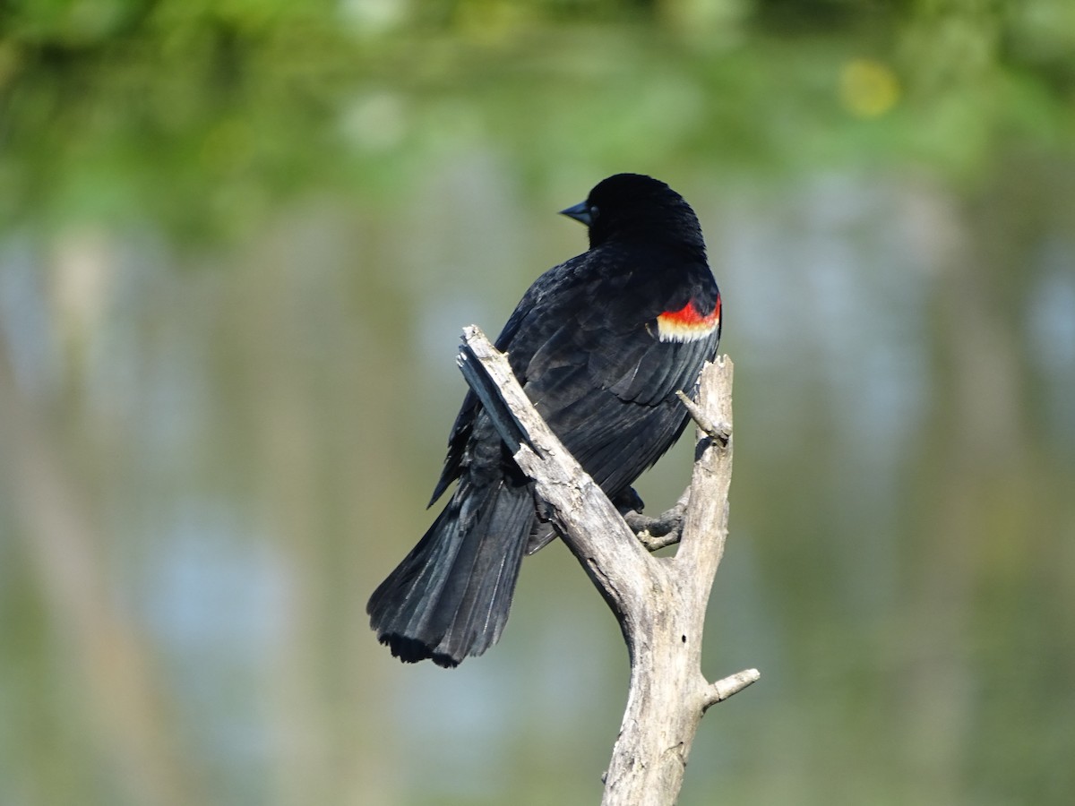 Red-winged Blackbird - Christopher Dyer