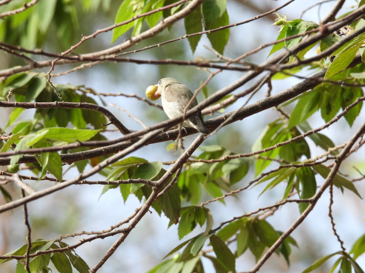 Pale-billed Flowerpecker - Rahul Kumaresan