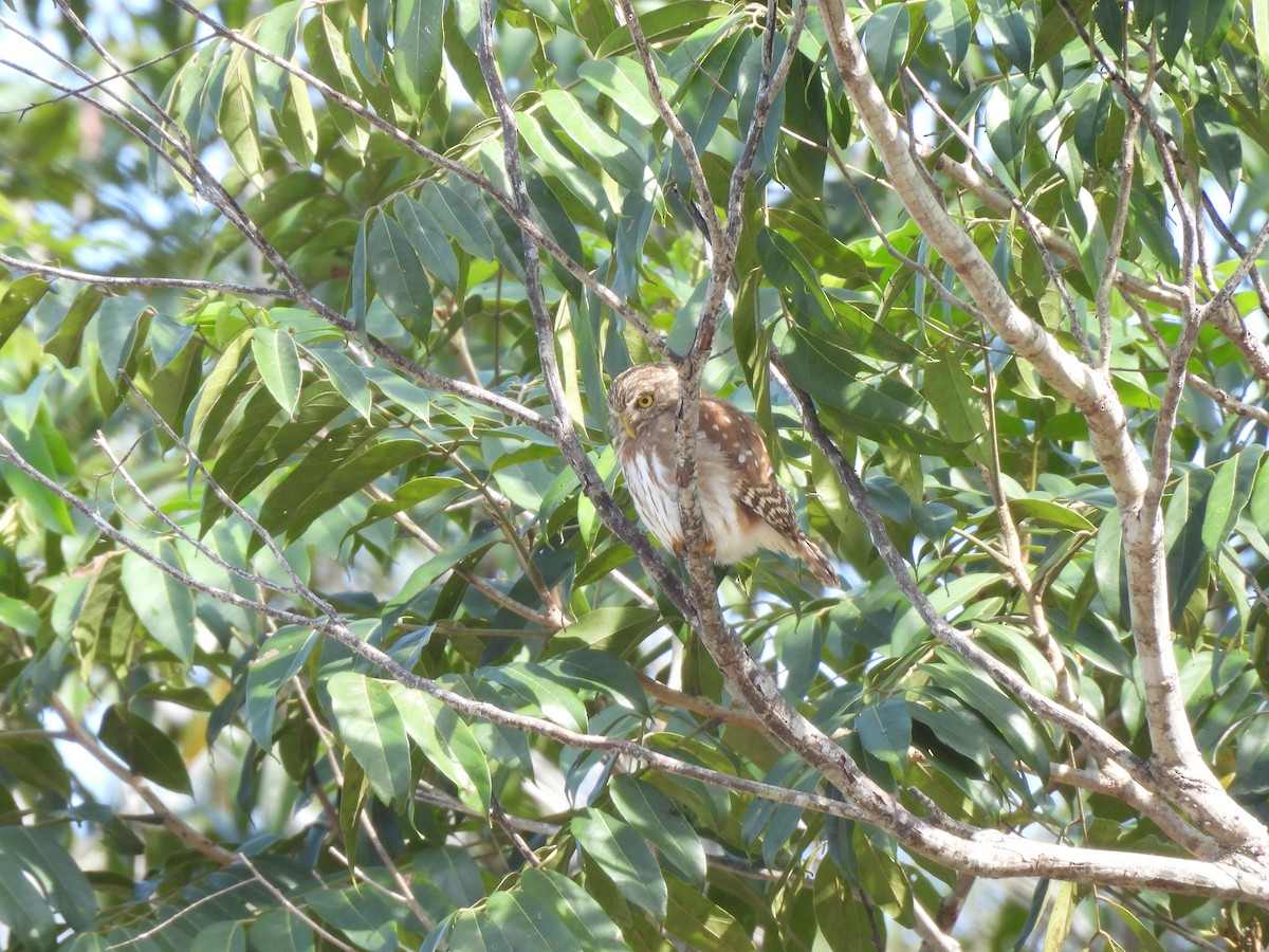 Ferruginous Pygmy-Owl - Iza Alencar