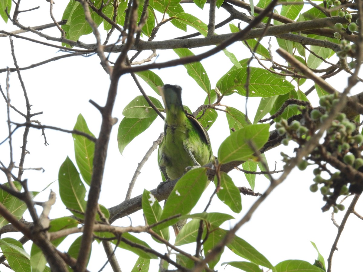 White-cheeked Barbet - Rahul Kumaresan