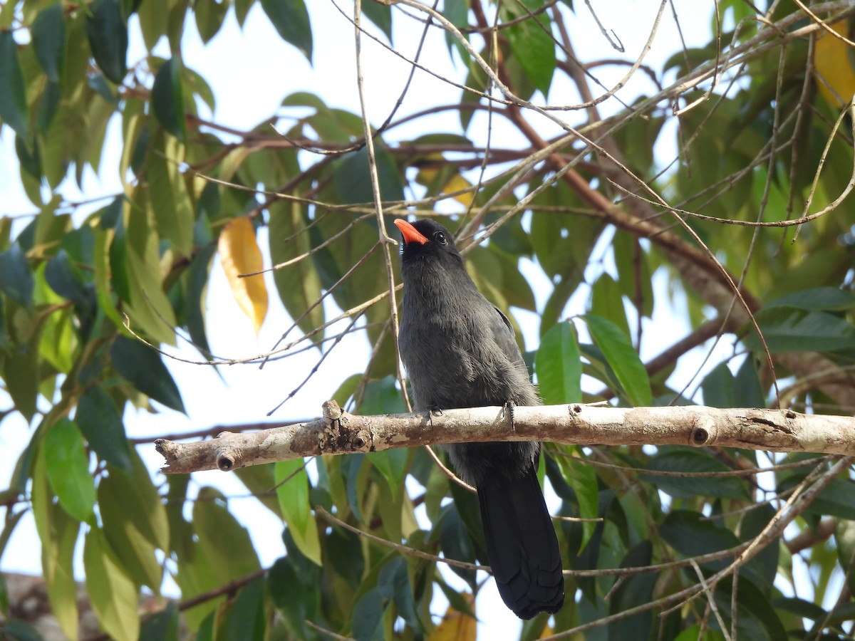 Black-fronted Nunbird - Iza Alencar