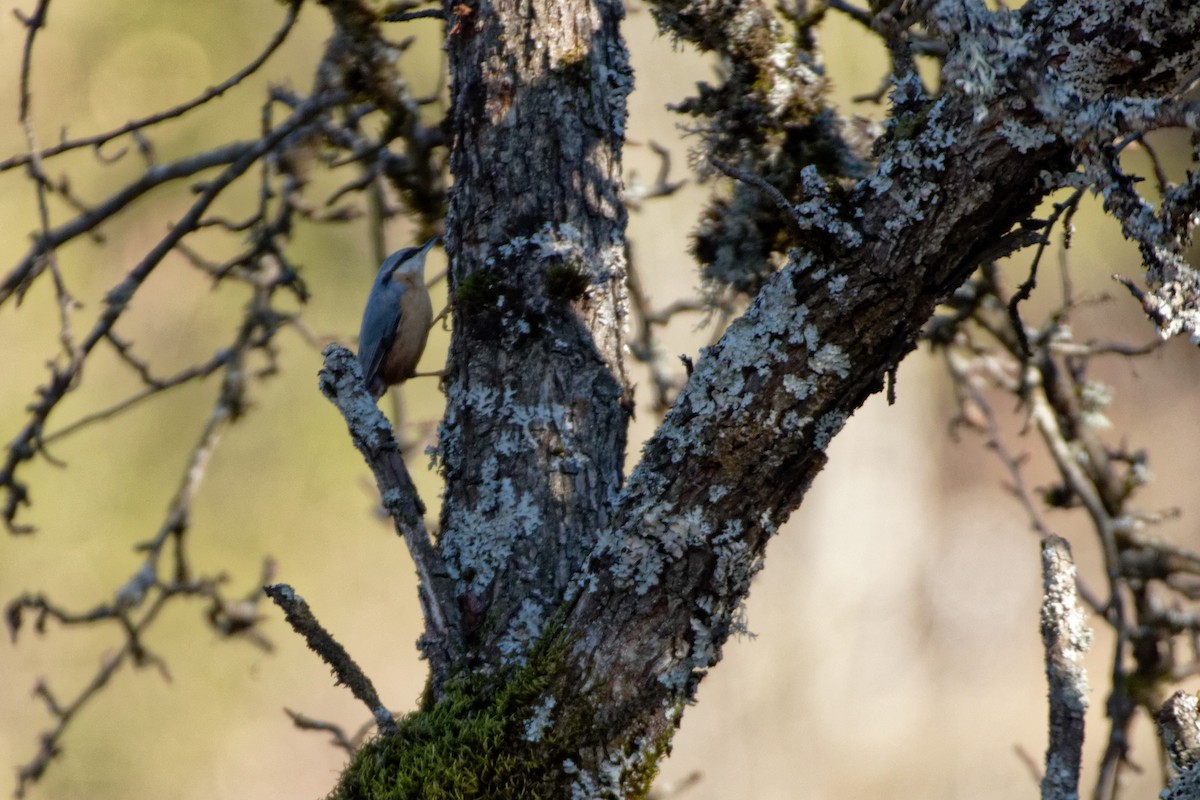 Eurasian Nuthatch - Anonymous