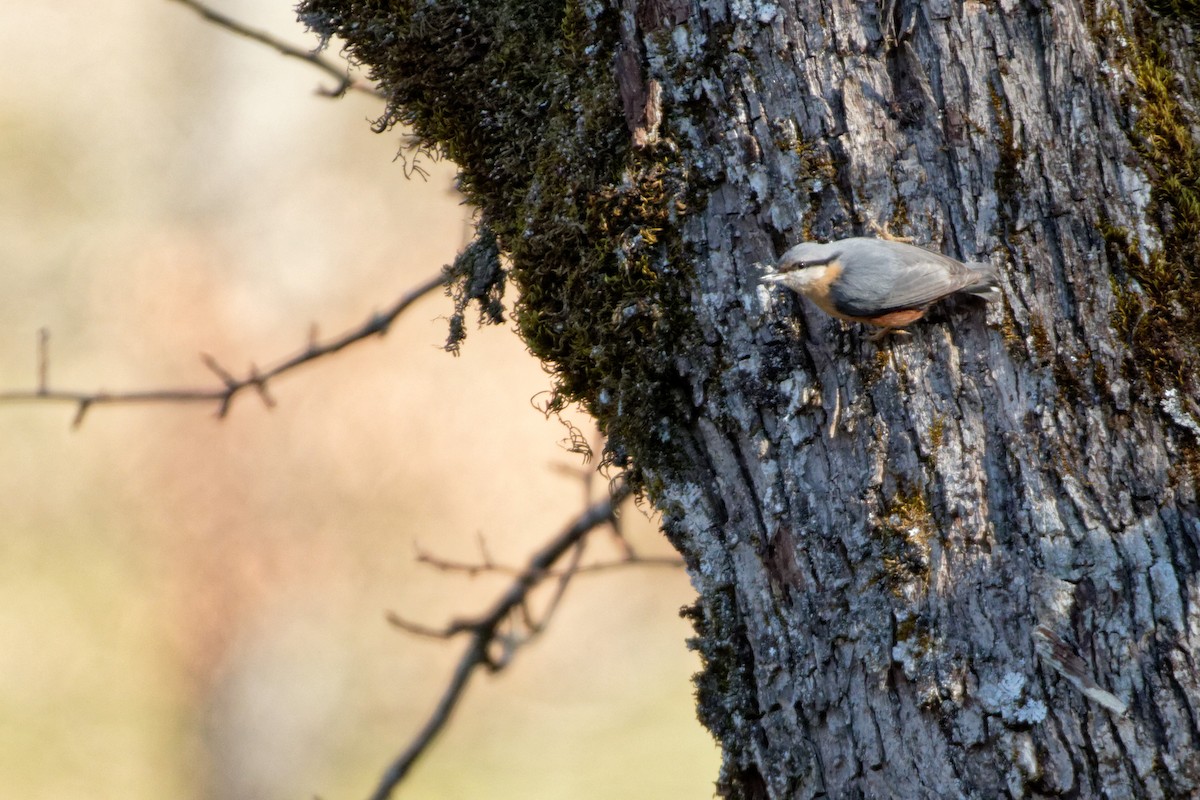 Eurasian Nuthatch - Christophe PASQUIER