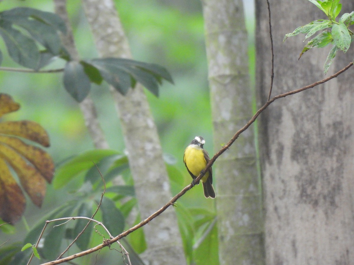 Rusty-margined Flycatcher - Iza Alencar