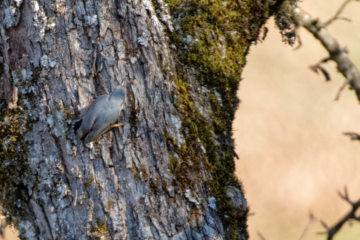 Eurasian Nuthatch - Christophe PASQUIER