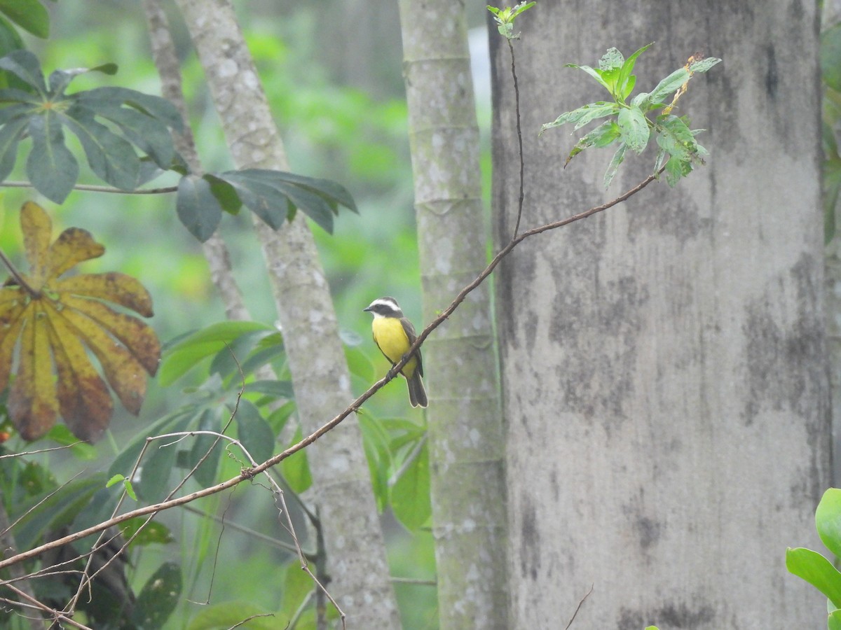 Rusty-margined Flycatcher - Iza Alencar