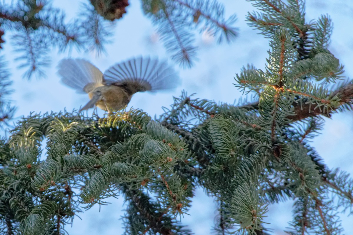 Coal Tit - Anonymous