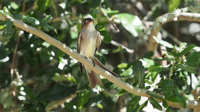 Eastern Wood-Pewee - ML619221734