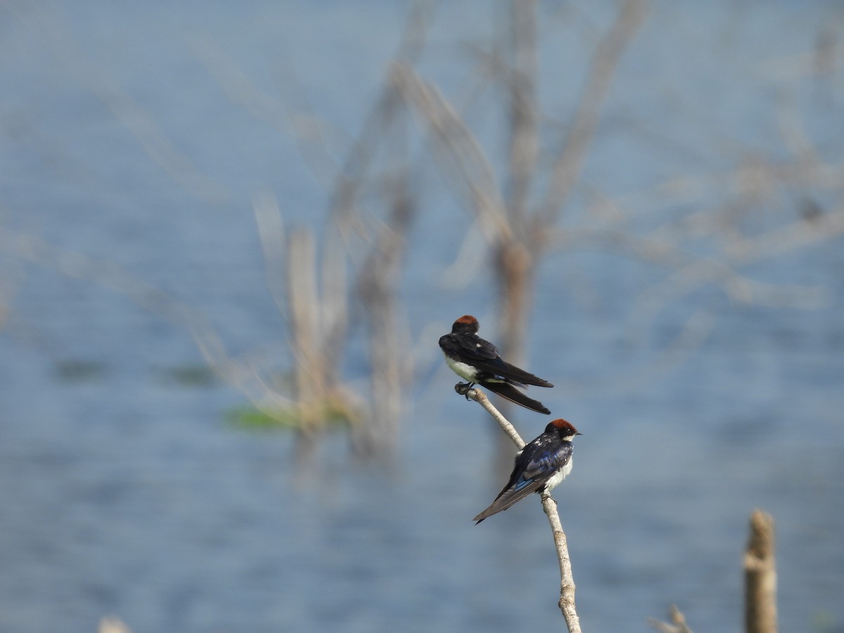 Wire-tailed Swallow - Rahul Kumaresan