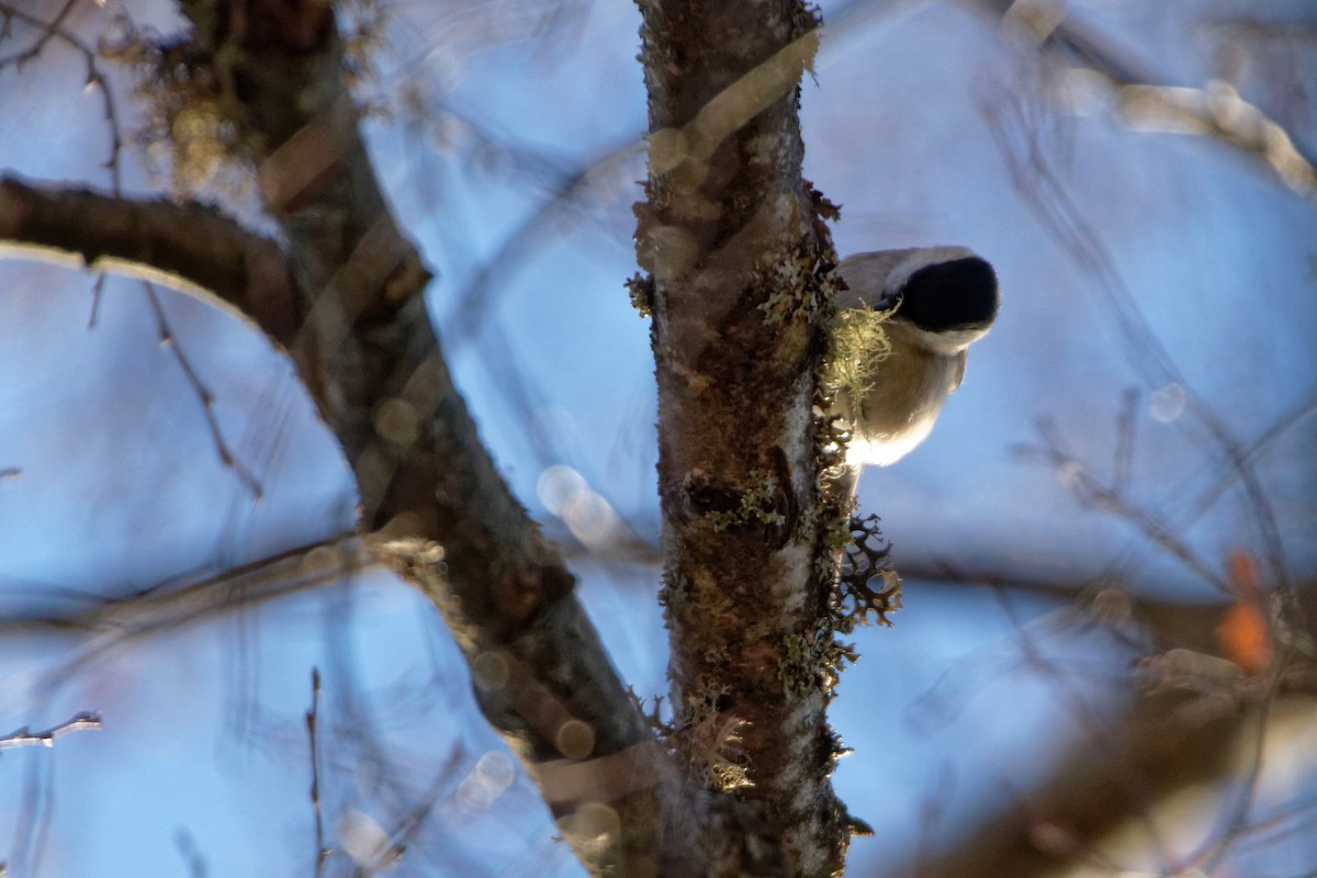 Marsh Tit - Anonymous