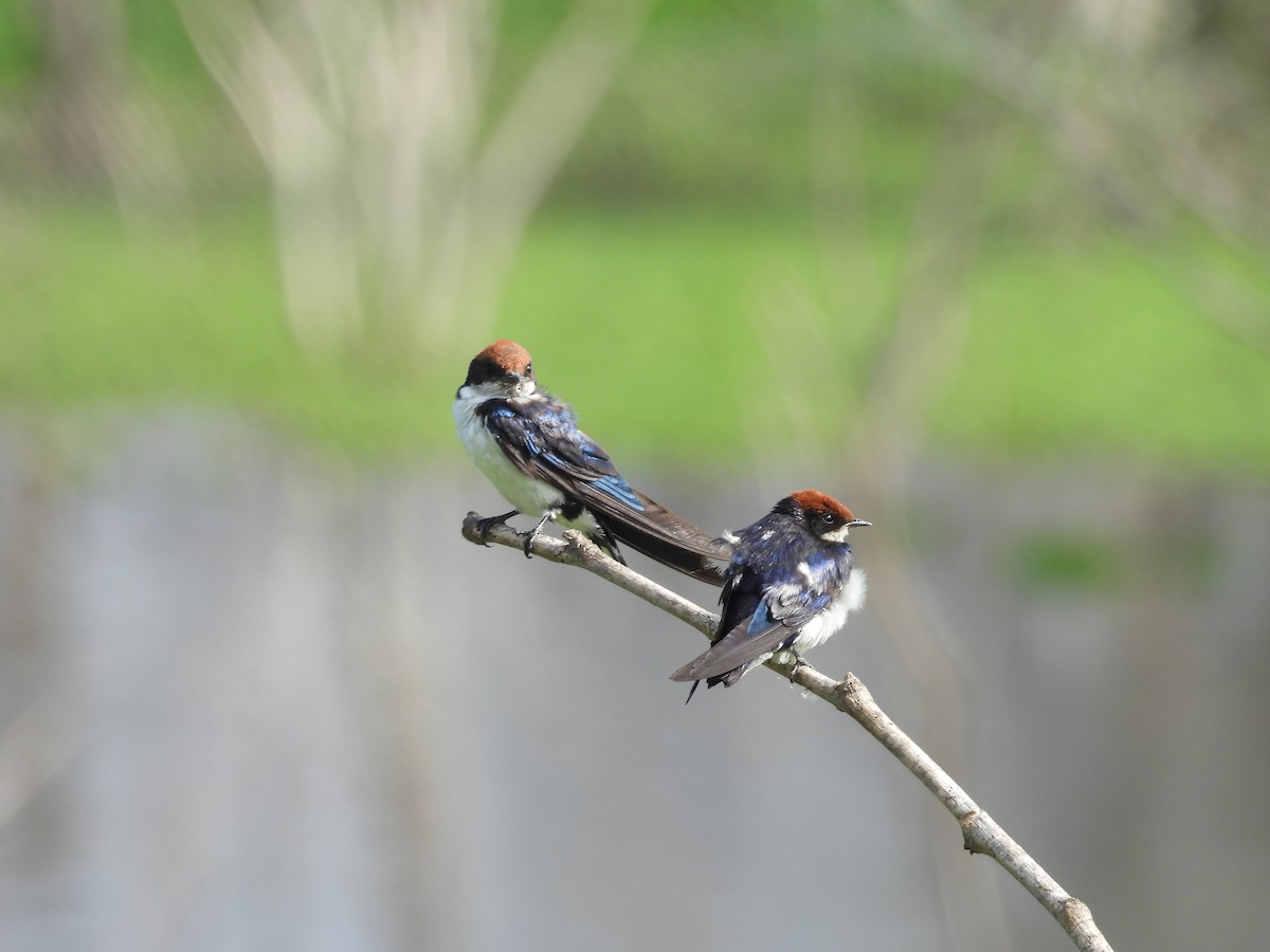 Wire-tailed Swallow - Rahul Kumaresan