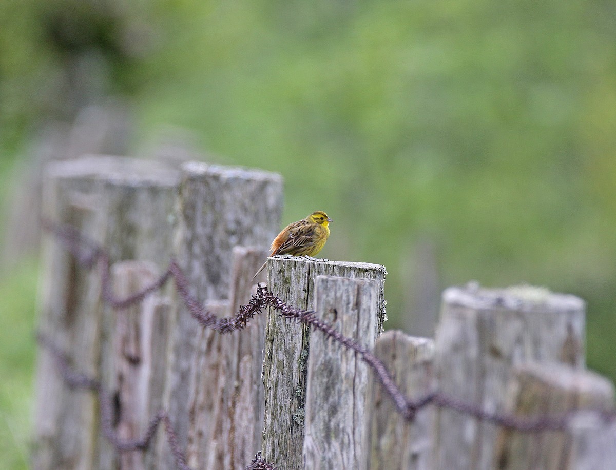 Yellowhammer - ML619221782