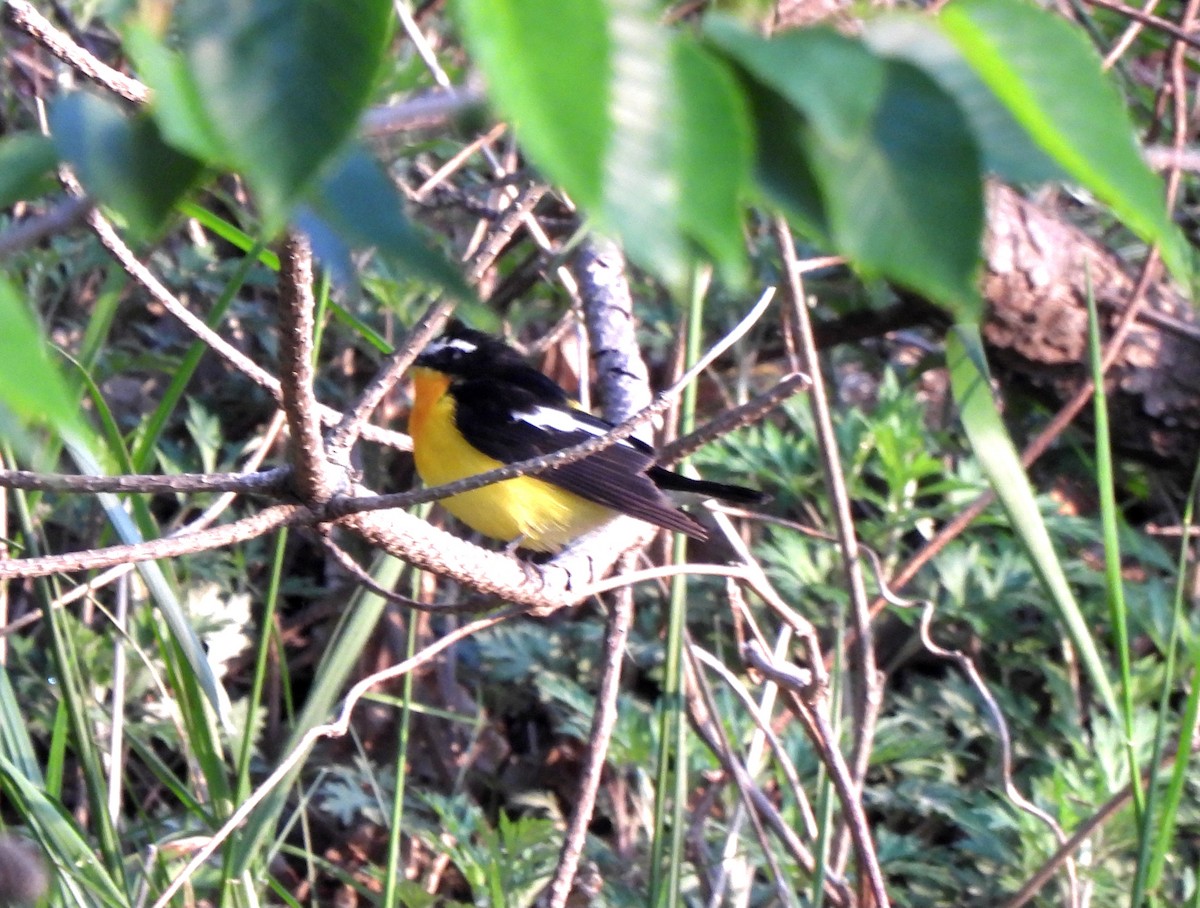 Yellow-rumped Flycatcher - Young Gul Kim