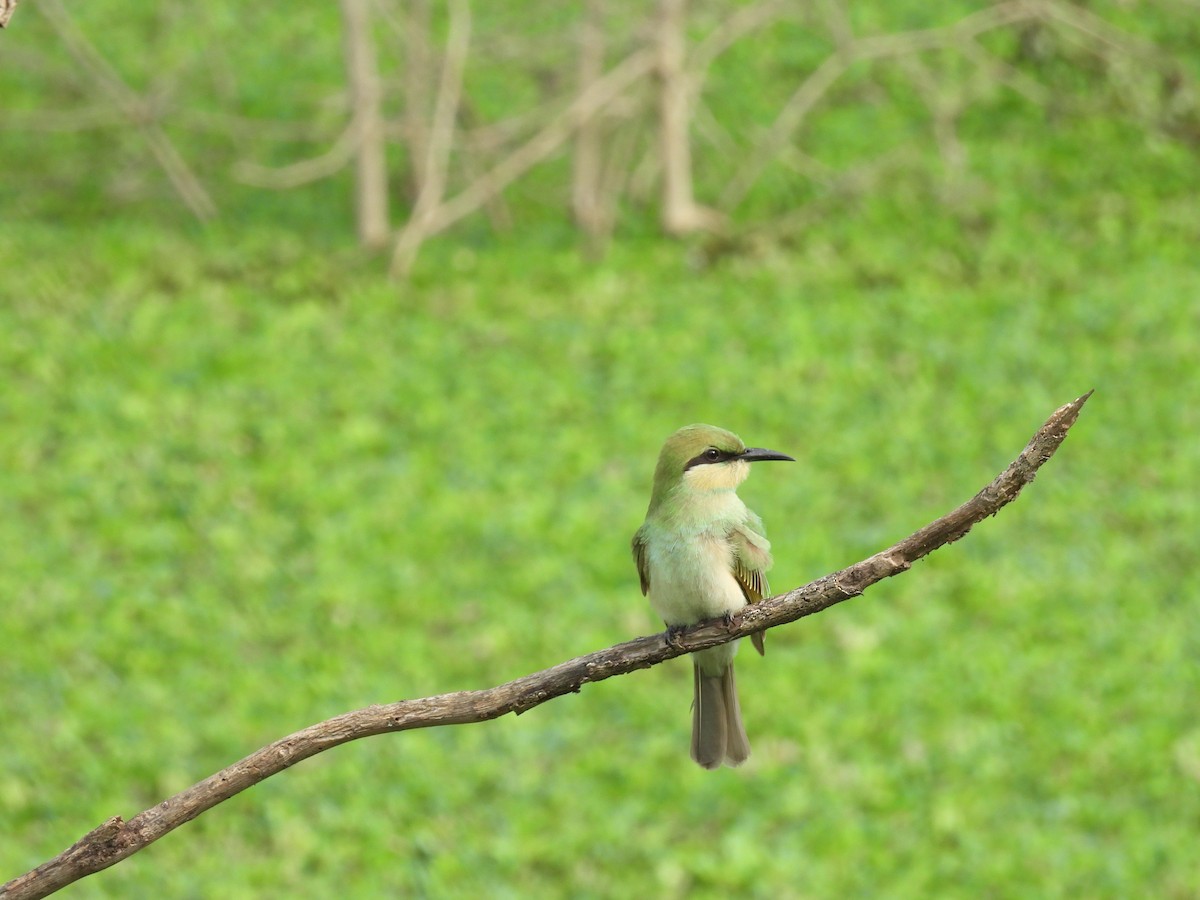 Asian Green Bee-eater - Rahul Kumaresan