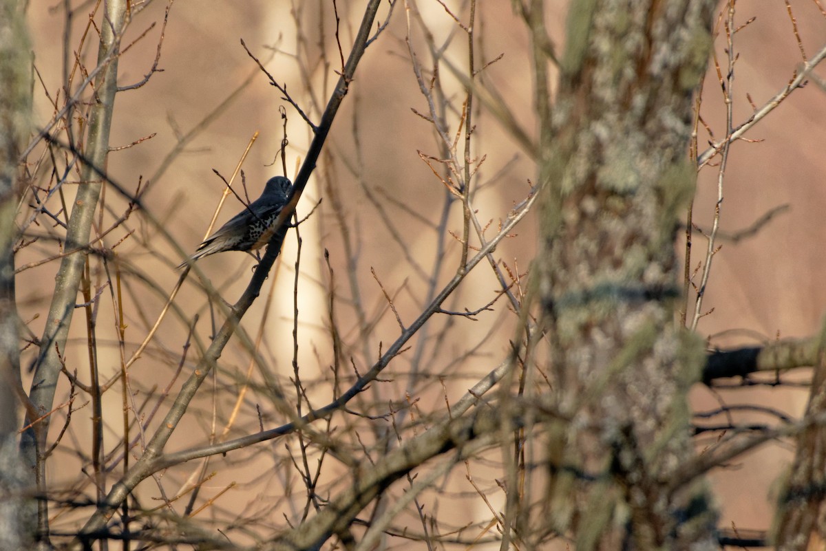 Mistle Thrush - Anonymous