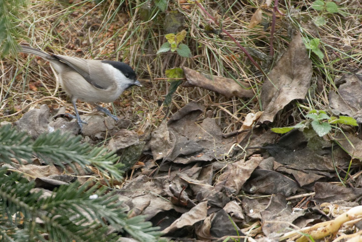 Marsh Tit - ML619221844