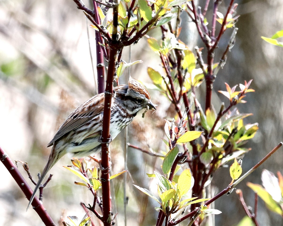 Song Sparrow - Cate Hopkinson