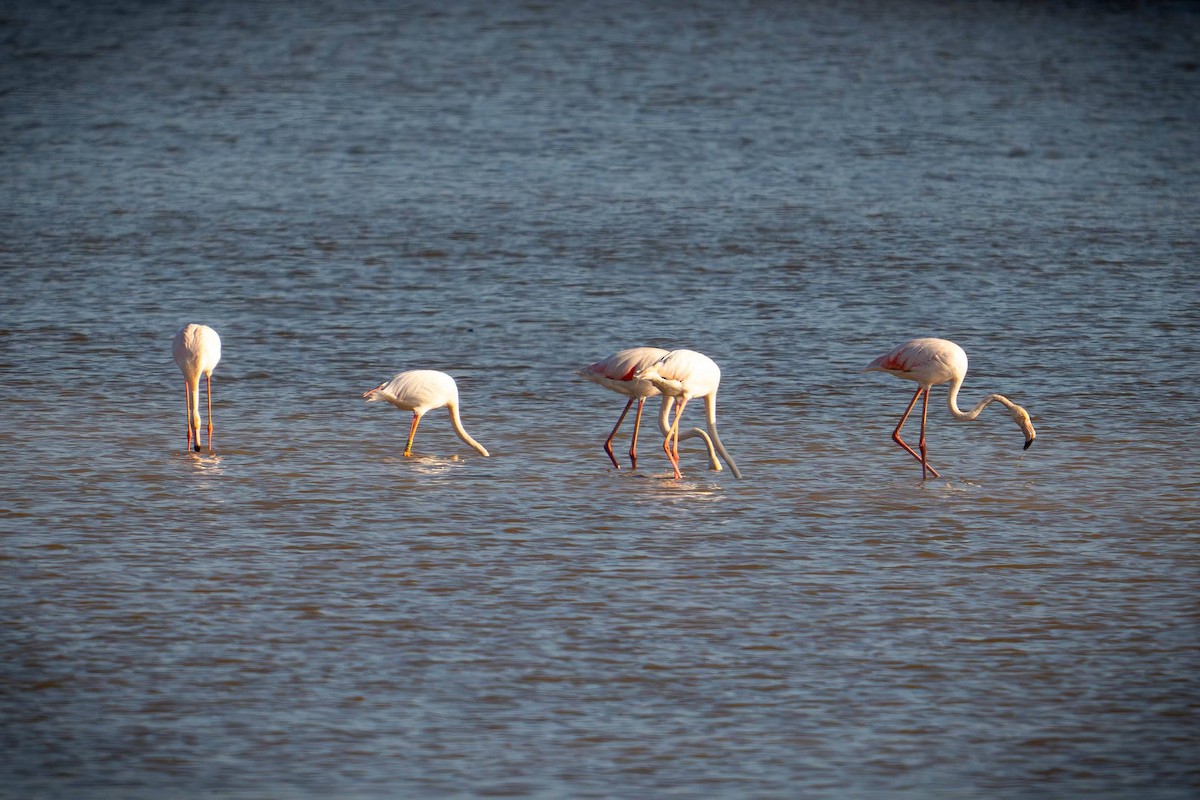 Greater Flamingo - Kaltag .