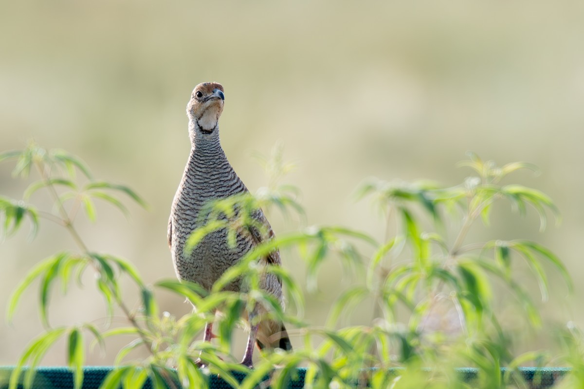 Gray Francolin - Fayad Hameed