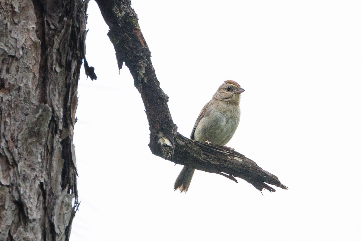 Bachman's Sparrow - Robert Lawshe