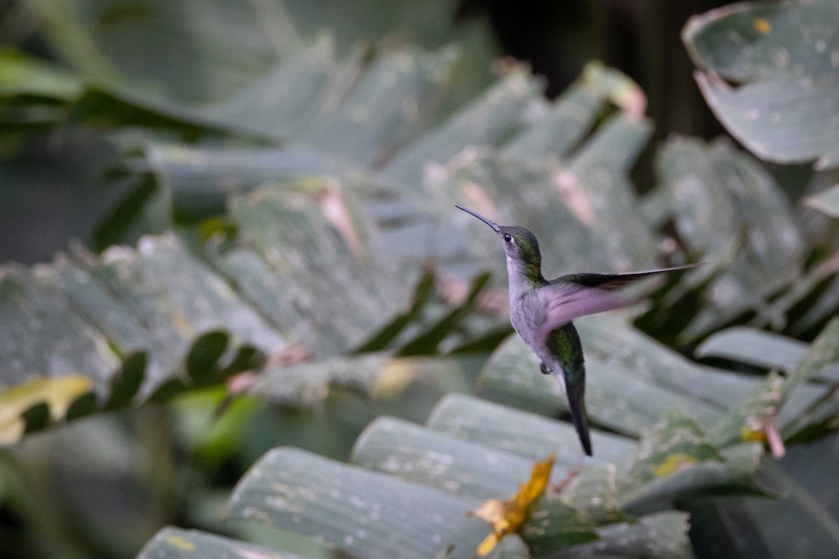 Gray-breasted Sabrewing - Susan Brickner-Wren