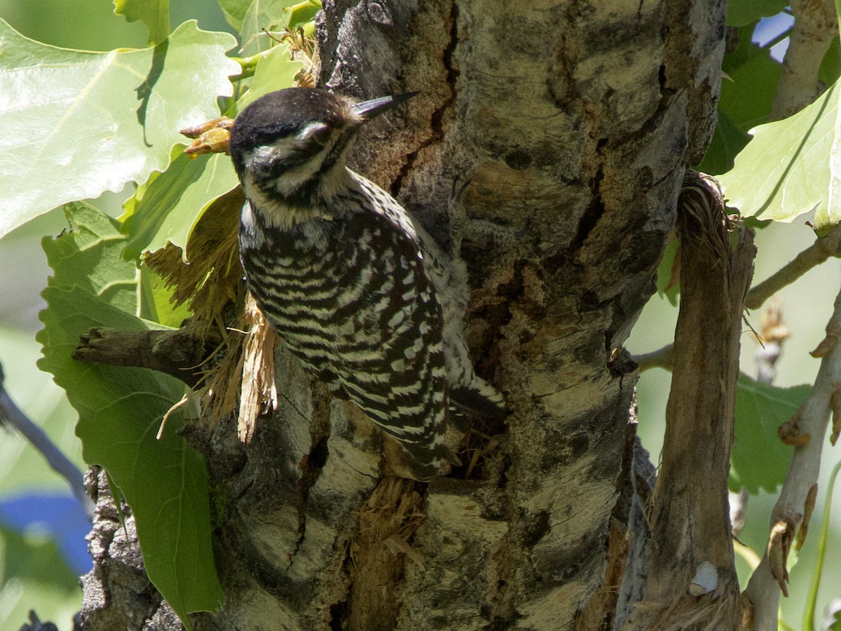 Ladder-backed Woodpecker - Dave Prentice