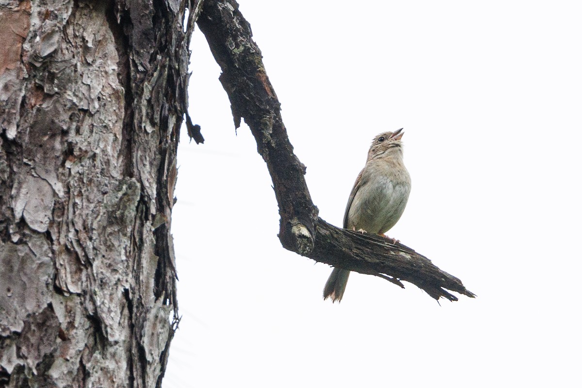 Bachman's Sparrow - Robert Lawshe