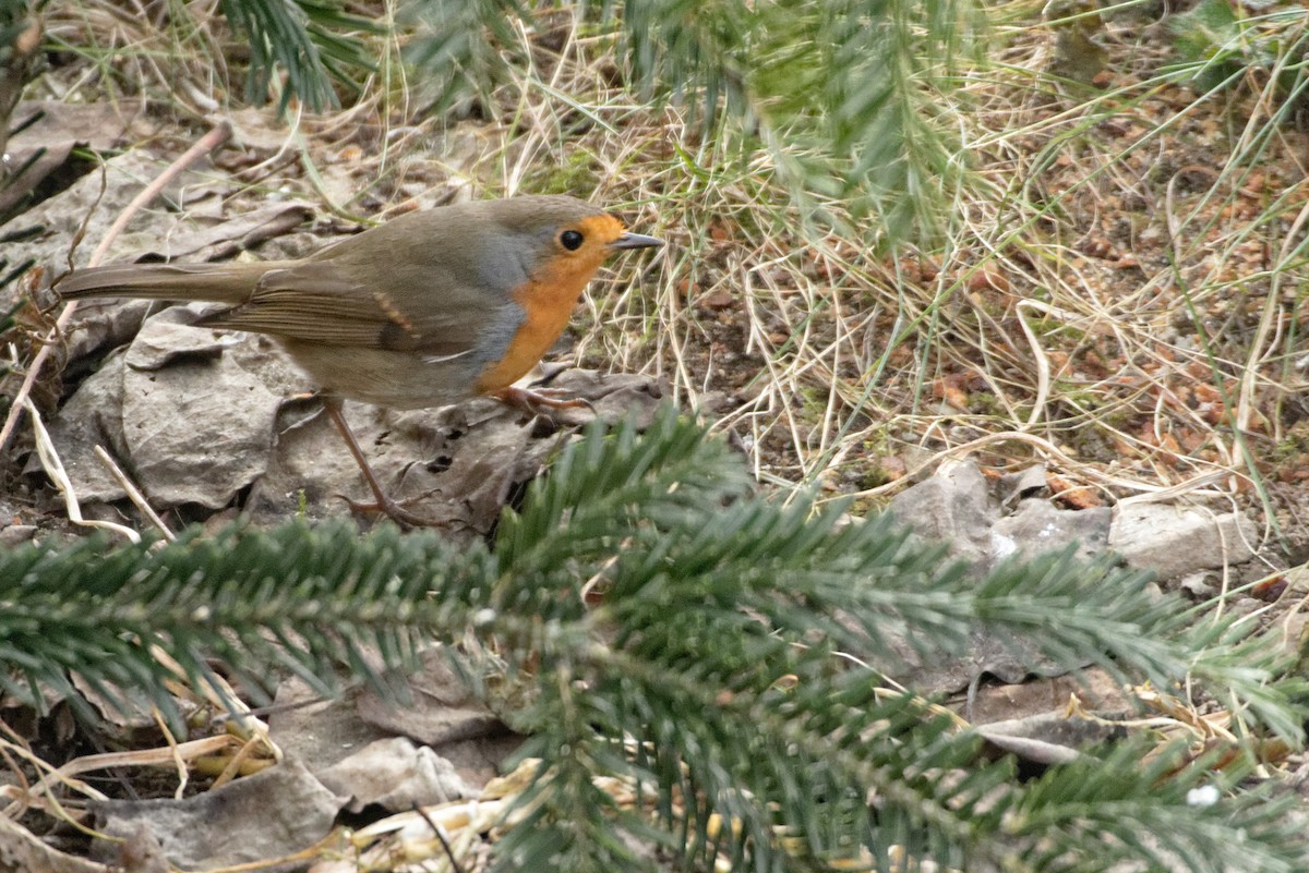 European Robin - ML619221883