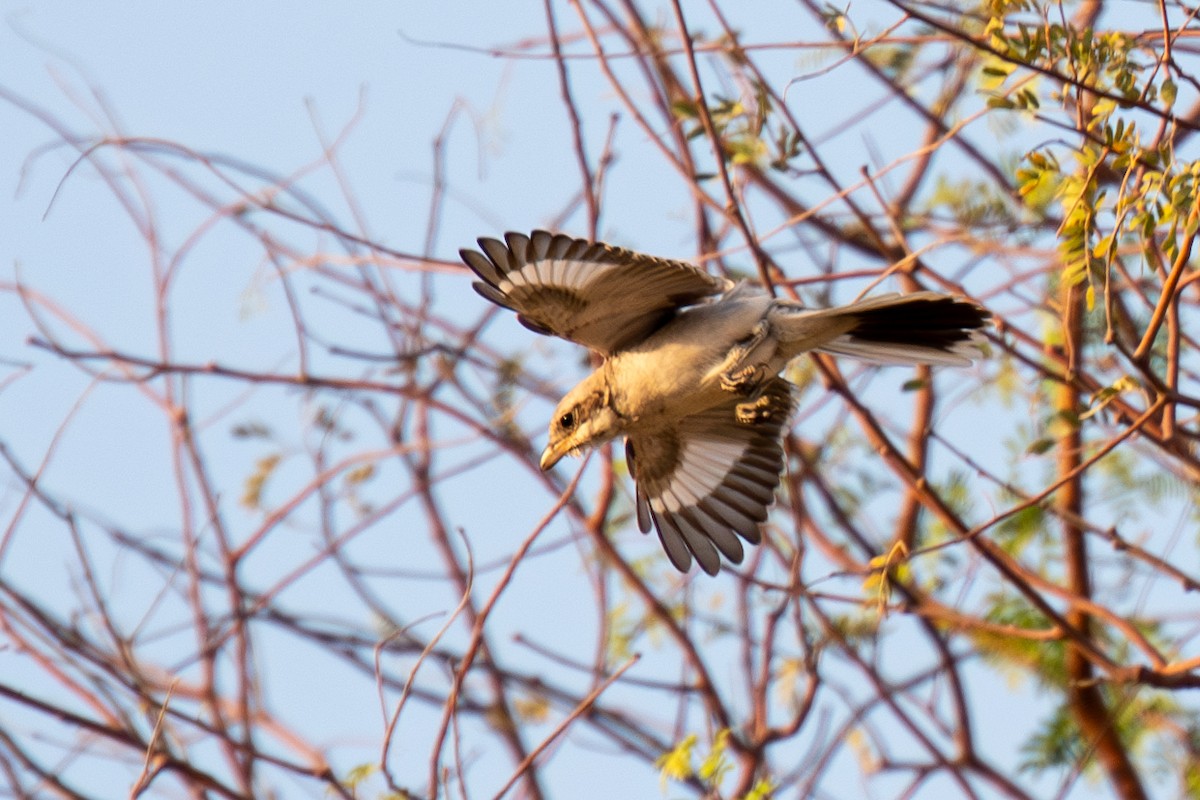 Red-tailed Shrike - Fayad Hameed