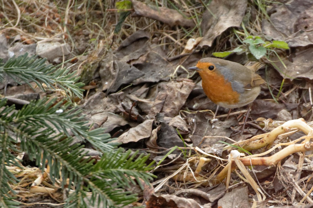 European Robin - ML619221911