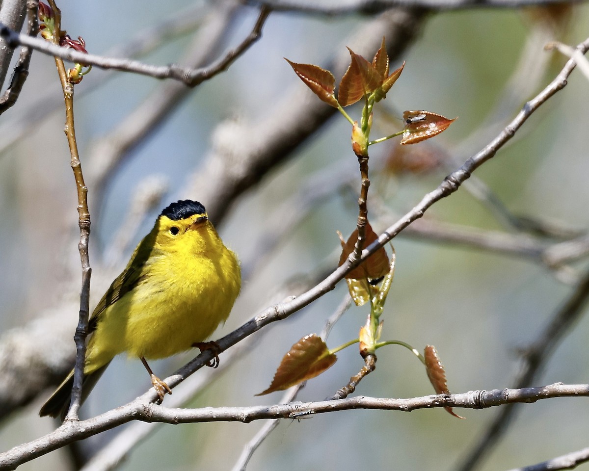 Wilson's Warbler - Cate Hopkinson