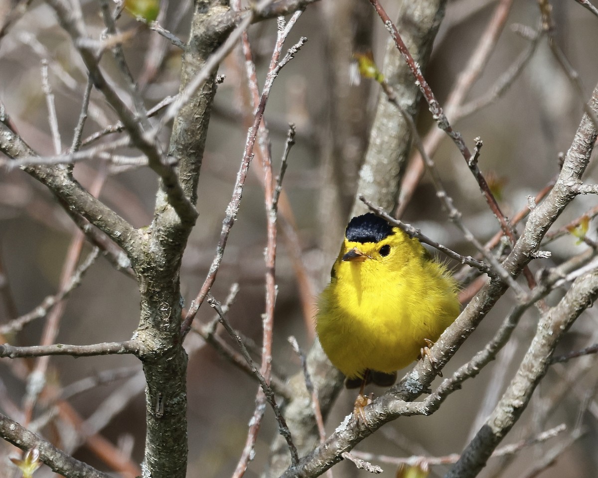 Wilson's Warbler - Cate Hopkinson