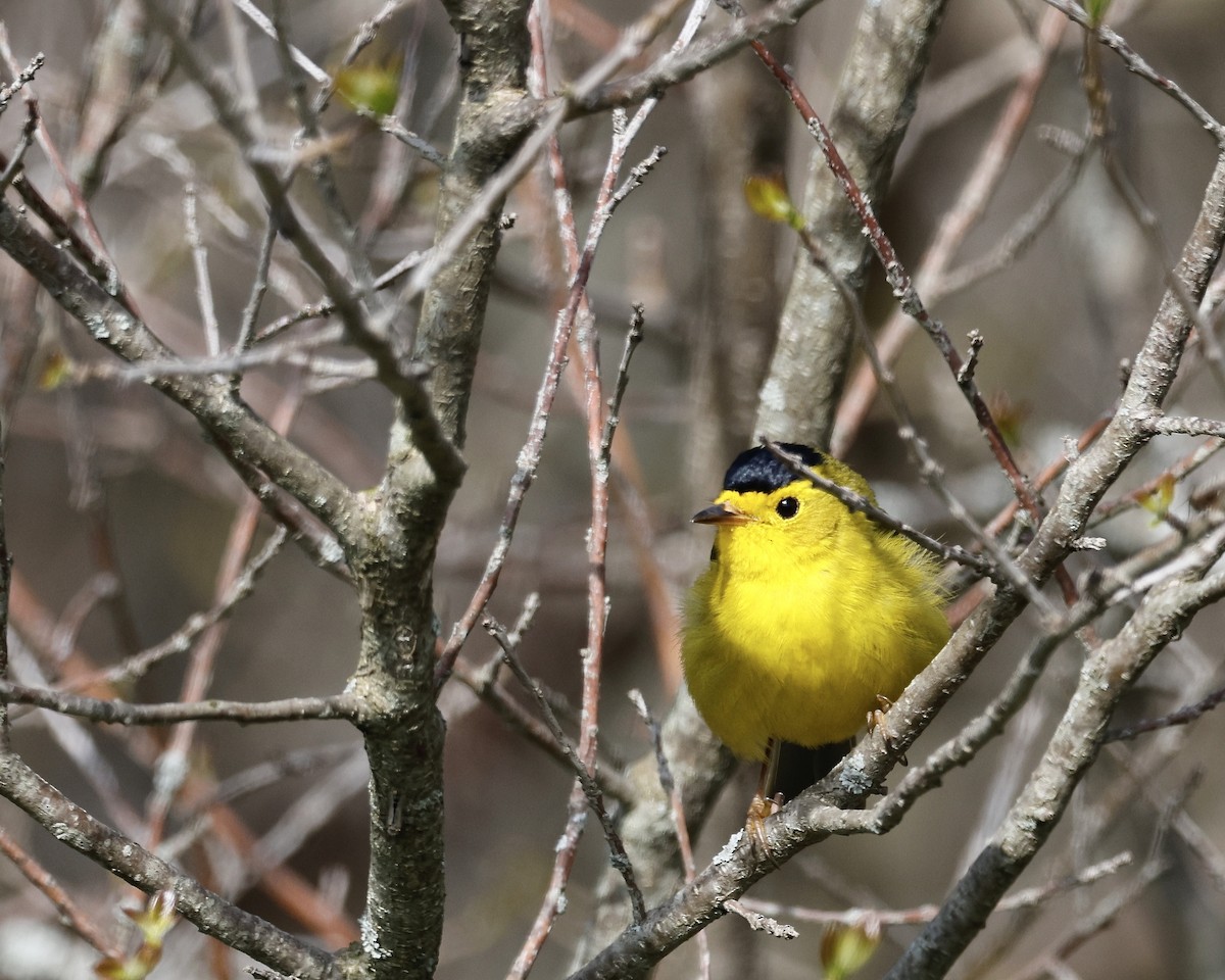 Wilson's Warbler - Cate Hopkinson