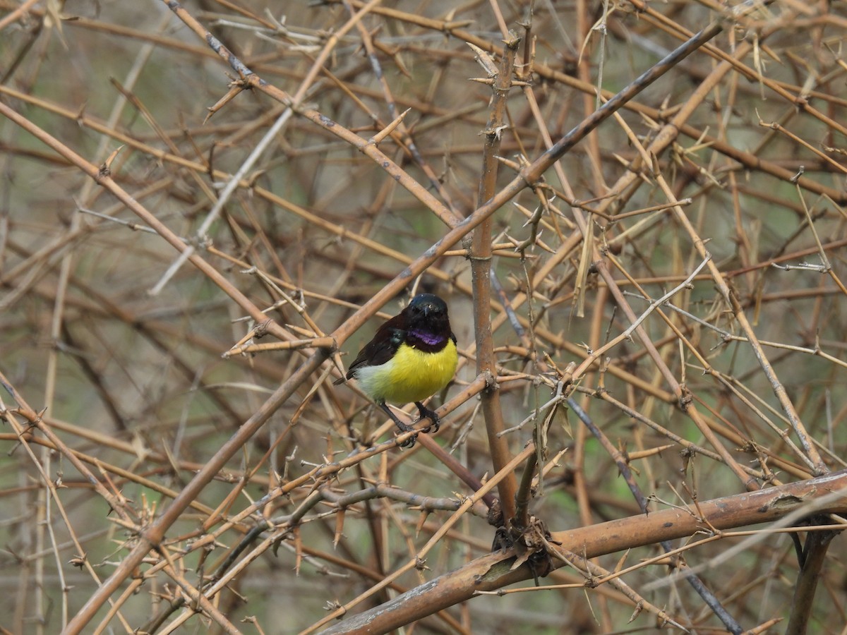 Purple-rumped Sunbird - Rahul Kumaresan