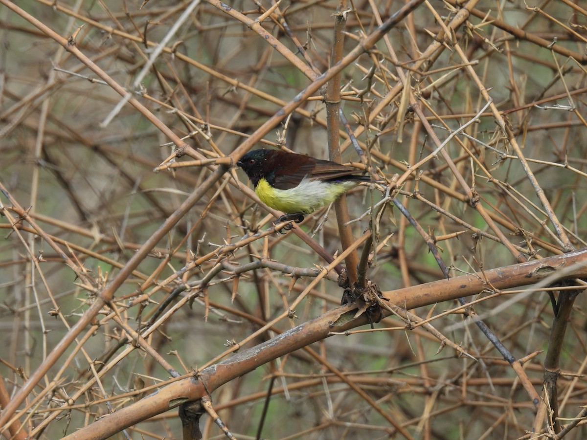 Purple-rumped Sunbird - Rahul Kumaresan