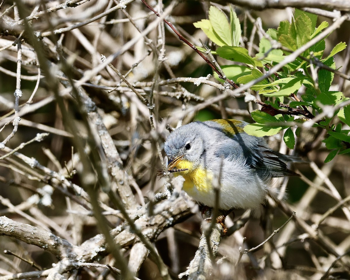 Northern Parula - Cate Hopkinson