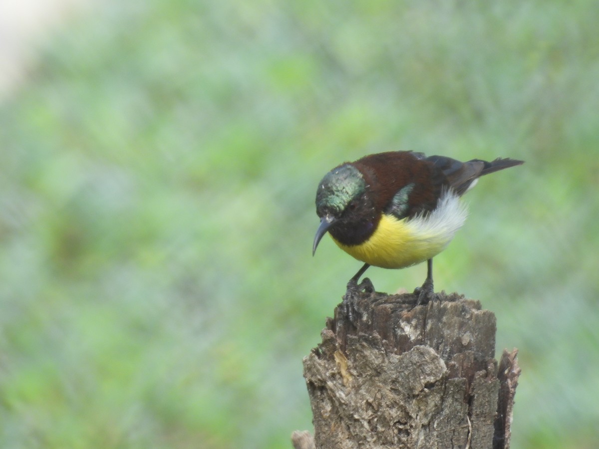 Purple-rumped Sunbird - Rahul Kumaresan