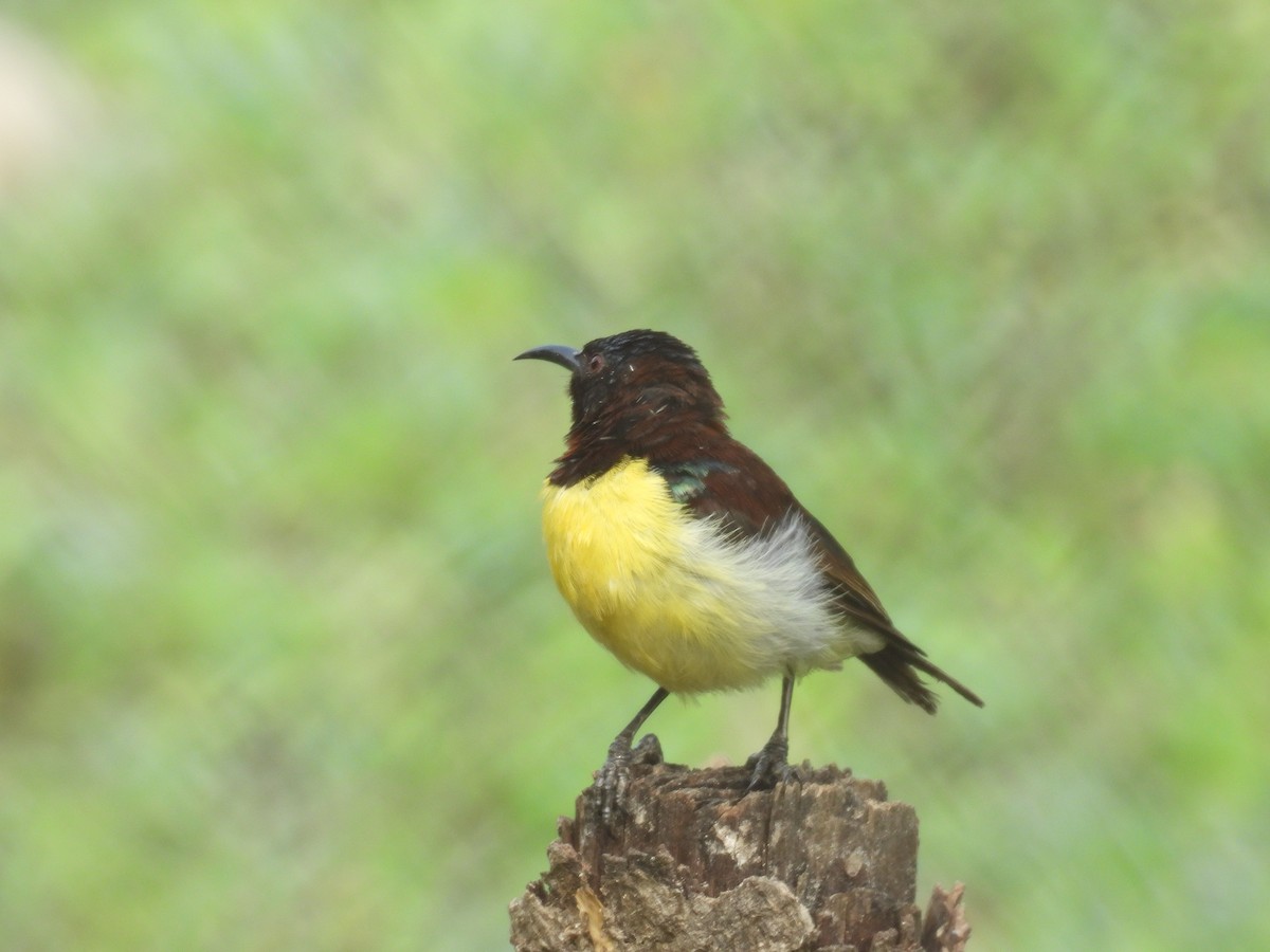 Purple-rumped Sunbird - Rahul Kumaresan