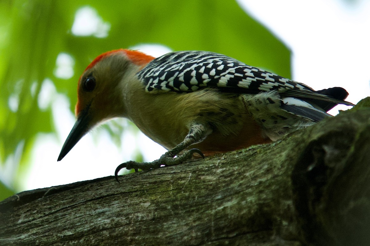 Red-bellied Woodpecker - ML619221945