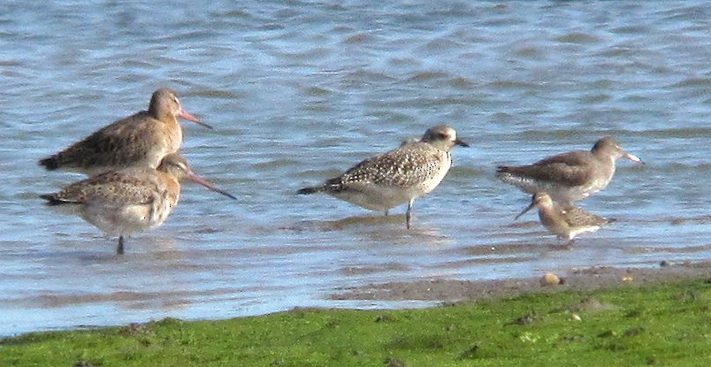 Curlew Sandpiper - Peter Milinets-Raby