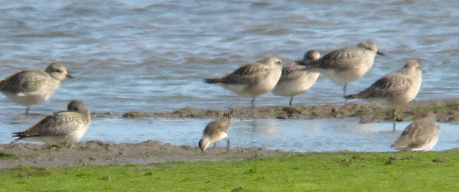 Curlew Sandpiper - Peter Milinets-Raby