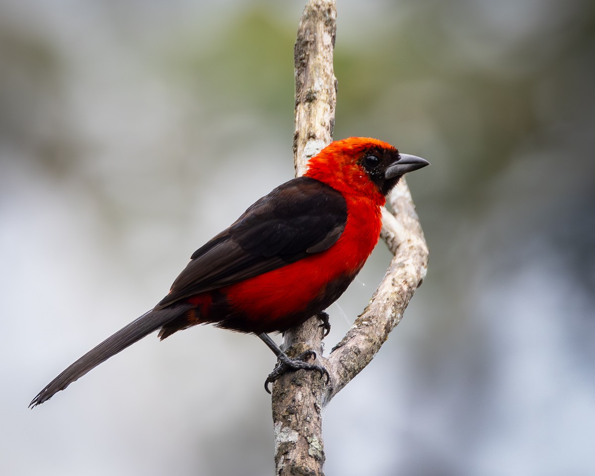 Masked Crimson Tanager - Susan Brickner-Wren