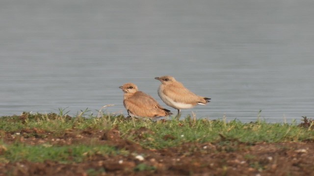 Small Pratincole - ML619221973