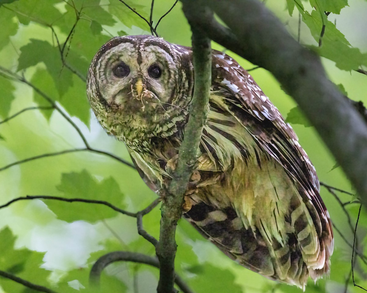 Barred Owl - Brian Smith