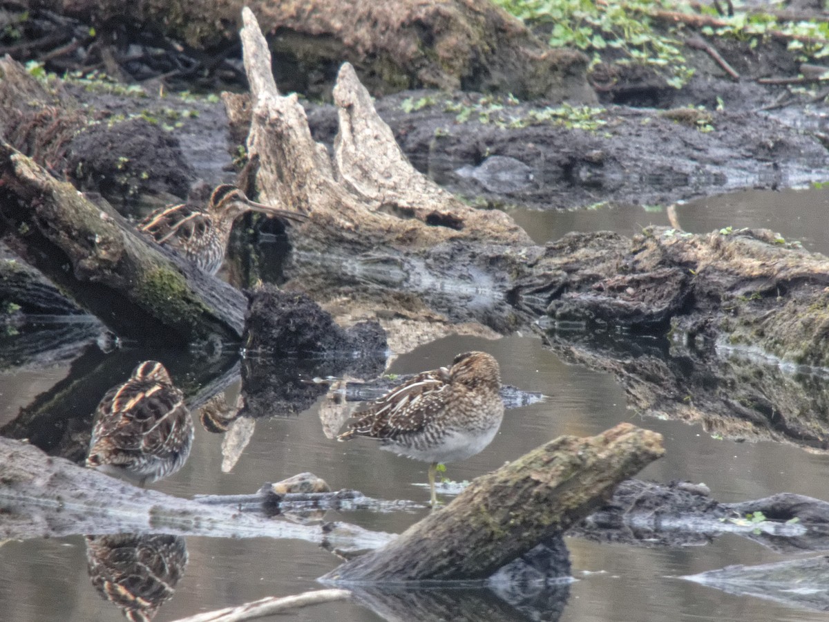 Common Snipe - Anonymous