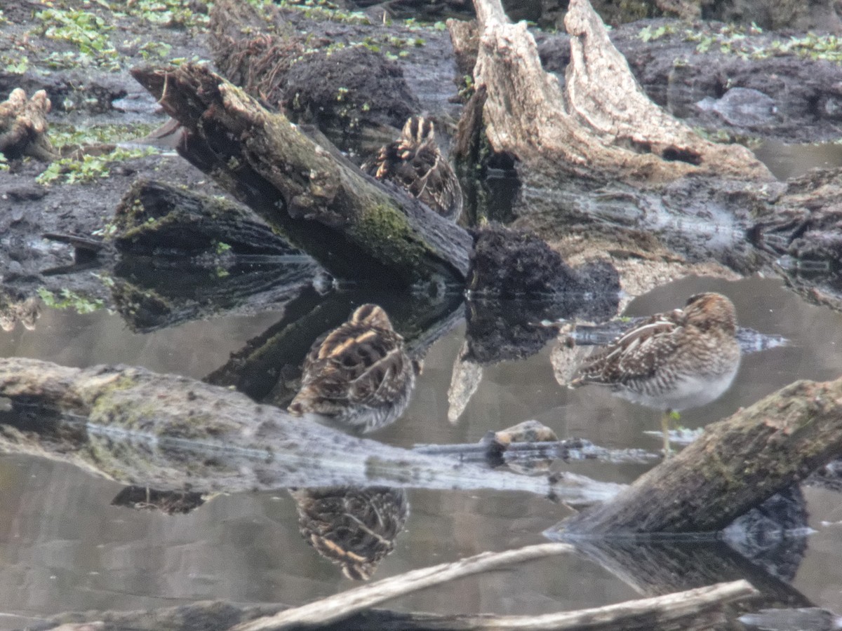 Common Snipe - Anonymous